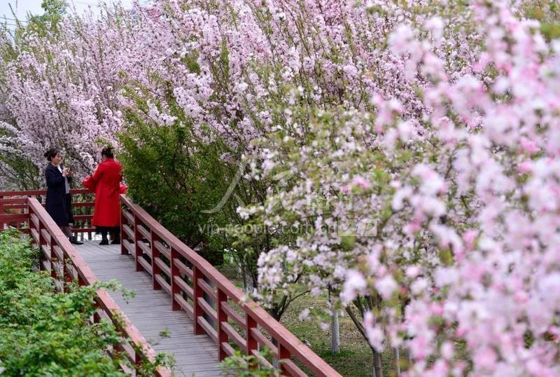 Ảnh vẽ trang trí phong cảnh mùa xuân với hai người trên cây cầu gỗ đỏ giữa vườn hoa anh đào hồng thơ mộng
