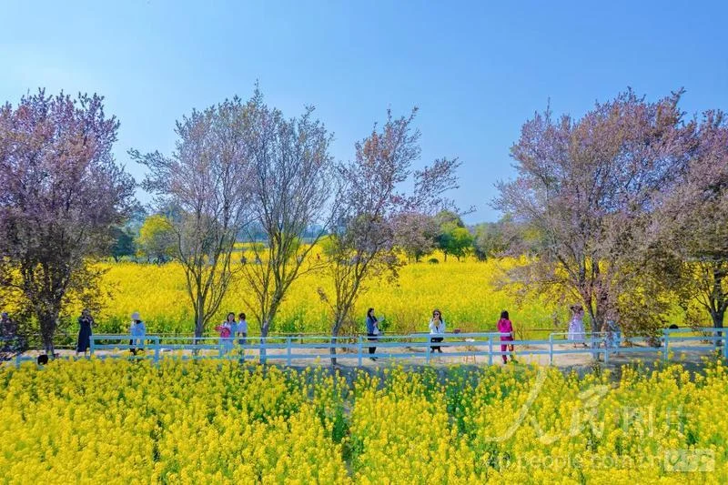 Phong cảnh cánh đồng hoa vàng rực rỡ với hàng cây nở hoa và lối đi ven hồ, gợi ý tưởng vẽ trang trí