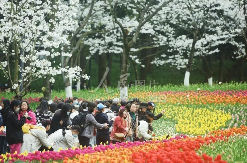 Vẽ trang trí lấy cảm hứng từ vườn tulip nhiều màu với du khách tham quan dưới hàng cây hoa trắng