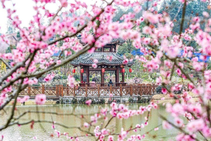 Vẽ trang trí cảnh đình cổ bên hồ nước, được bao quanh bởi những cành hoa đào hồng rực và cầu gỗ truyền thống.