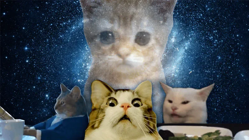 Hình ảnh mèo ngầu meme - hình 6