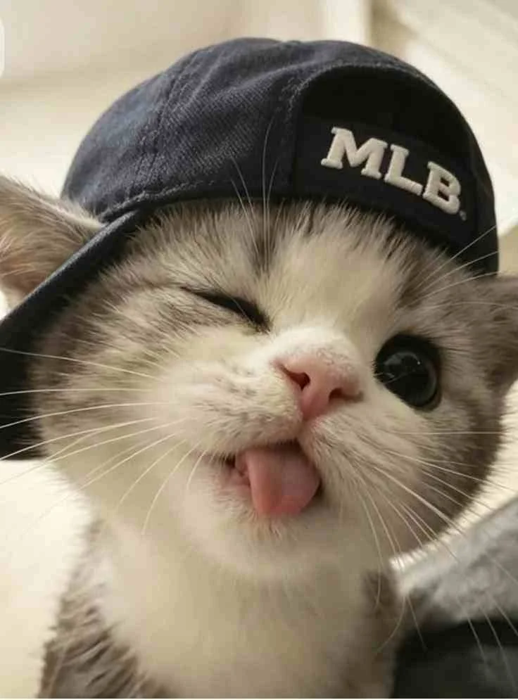 199+ Ảnh Mèo Cute Siêu Dễ Thương Khiến Bạn Tan Chảy - Giờ Lễ Giáo Xứ - Chia Sẻ Giờ Lễ Nhà Thờ Giáo Xứ Việt Nam