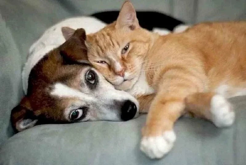 Meme cơm chó hài hước, giúp bạn thả